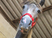 Beautiful blue and white filly