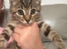 Mixed bengel kitten