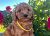 Stunning cockapoo puppies