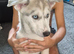 Last little boy siberian huskie puppy
