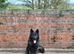 Large East Germany working line German shepherd for stud