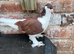 Lahore pigeon
