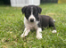 Border collie puppies