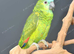 Baby Blue fronted Amazon talking parrots available ,23