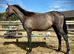Sport Horse yearling Gelding to make 16hh+