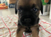 K.C. Reg border terriers