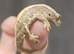 Hatchling crested geckos