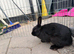 2 bunnies for sale