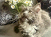 Ragdoll/persian mixed breed