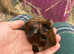 2 baby boy guiena pigs