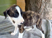 Lurcher puppies saluki grey beddlington
