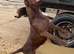 Patterdale Terrier puppies