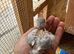 Baby love bird for sale