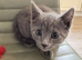 British Shorthair X Ready Now