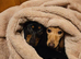 2 miniature dachshunds