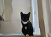 2 beautiful kittens ready for their forever home
