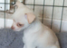 I have 3 chihuahua puppies ready to go Lincolnshire