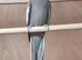 2 Baby lutino And 1 Pied Baby Cockatiels Ready Shorty