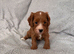 Last female Cockapoo puppy