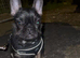 Gorgeous French Bulldog Female Pup