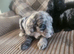 Puppies for sale