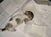 Adorable Tiny blue eyed merle Chi-Tzu Puppies