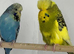 Exhibition budgies