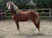 2 year old welsh c