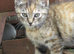 4 kittens for sale