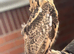 Male bengal eagle owl