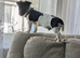 3 month jack Russell