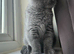 British short hair chunky little girl