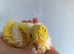 Baby handtame Lutino lineolated parakeets