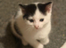 WHITE AND BLACK & BLACK AND WHITE kittens for sale