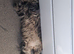 Female cat needing rehoming
