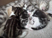 British Short Hair kittens