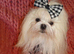 Gorgeous Babydoll KC Registered Korean Maltese Adult Girl 2 Years Old