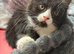 Ragdoll cross kittens