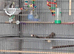 Bird cage and accessories
