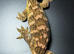 3 year old leachie female (nu ana) well handled and rtb