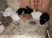 Mini lops and new Zealands