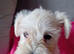 Champion Bloodline Miniature Schnauzer