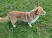 Clyde - Red & White Male (1 1/2 years old)