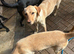 Female Labradors