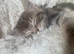 For Sale 2 Gorgeous Grey Tabby Kittens