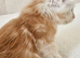 Maine Coon kitten Tica registered