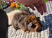 Beautiful Baby Guinea Pigs Fuzzy, Funky and Teddy