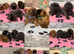 KC registered 6 outstanding adorable chow chow puppies