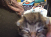 3 Turkish angorian x ragdoll kittens