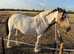 Stunning white and dun mare